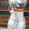 Smokey Whiskers - Image 4